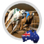 Picture of GREYHOUND GENIUS